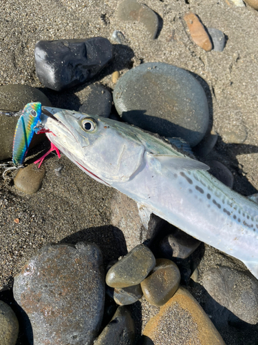 サゴシの釣果