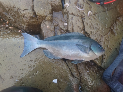 クロメジナの釣果