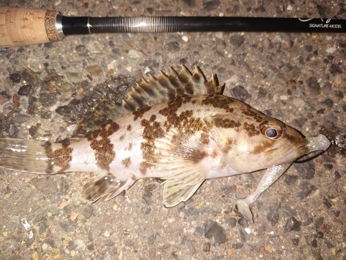 タケノコメバルの釣果