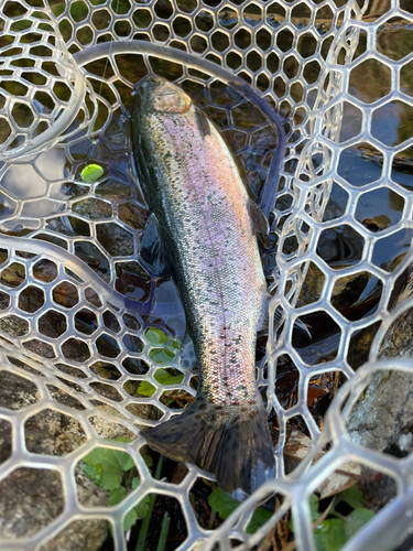 ニジマスの釣果