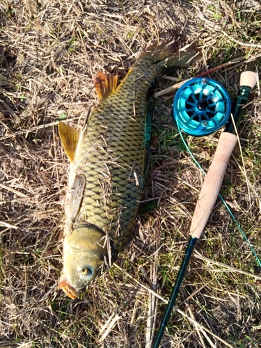 コイの釣果