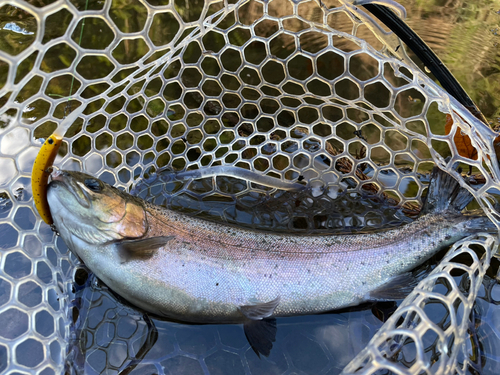 ニジマスの釣果