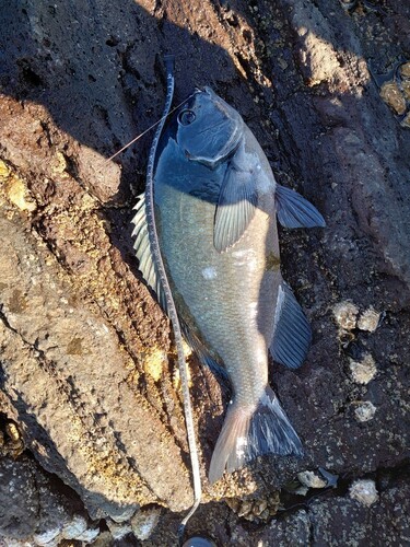 メジナの釣果