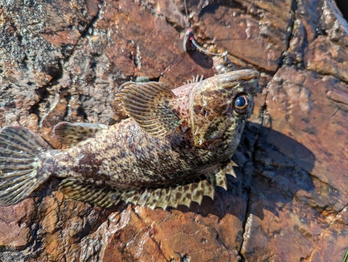 ムラソイの釣果