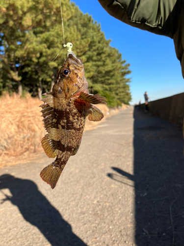 ムラソイの釣果