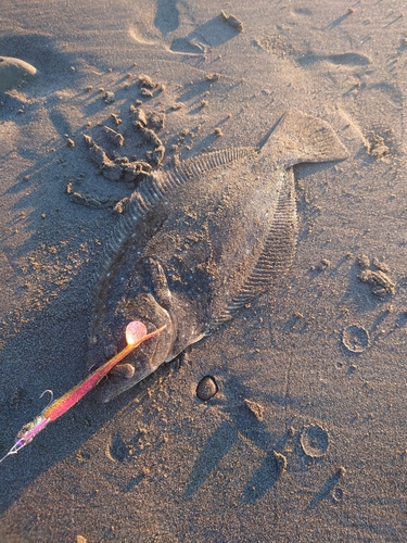 ソゲの釣果