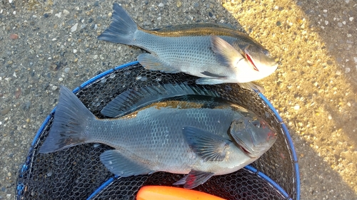 メジナの釣果