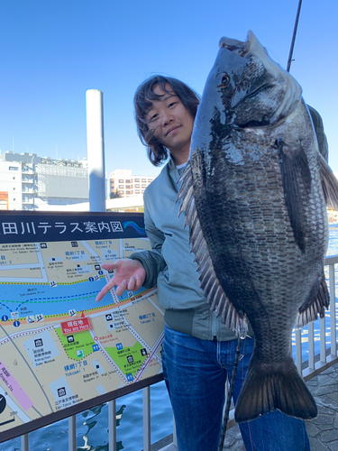 クロダイの釣果