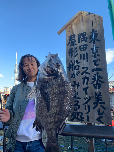 クロダイの釣果