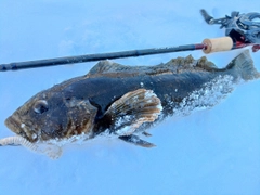 アイナメの釣果