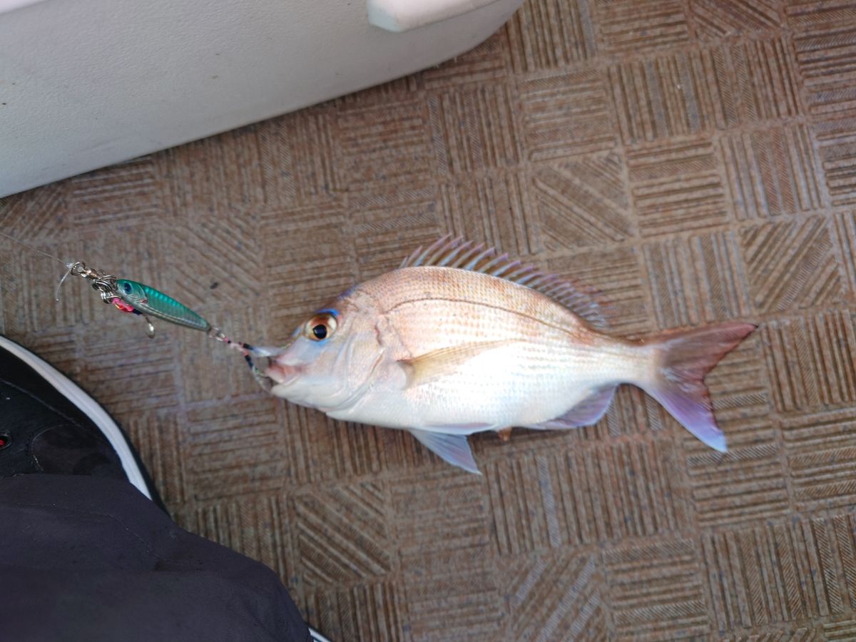 ユゥさんさんの釣果 1枚目の画像