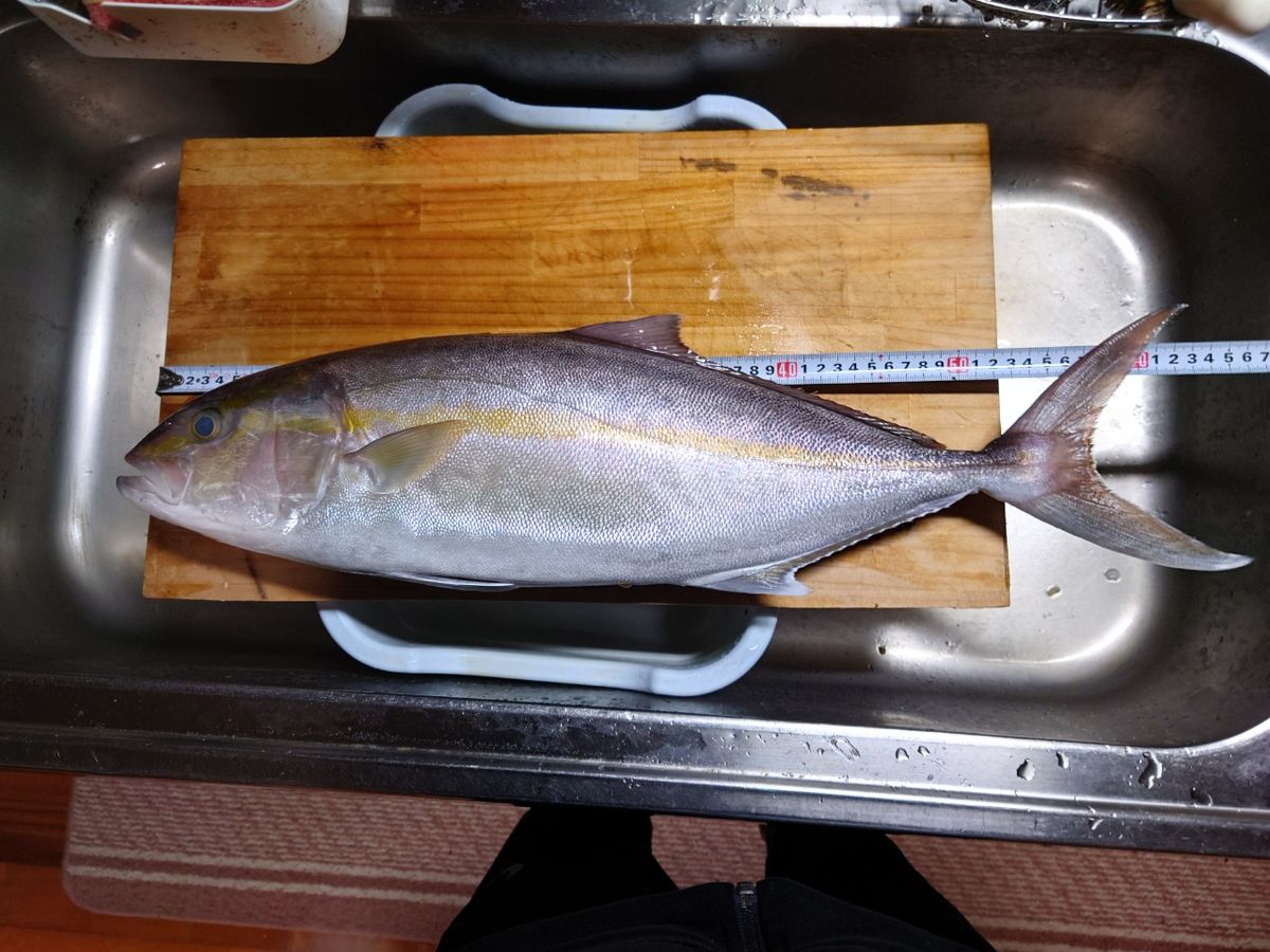 ユゥさんさんの釣果 3枚目の画像