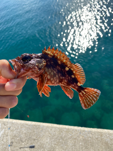 アラカブの釣果