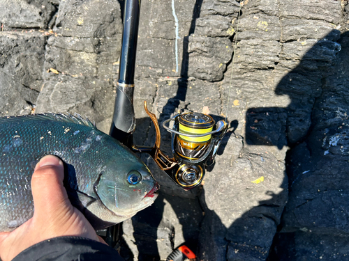 メジナの釣果