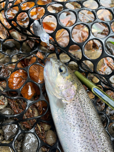 レインボートラウトの釣果