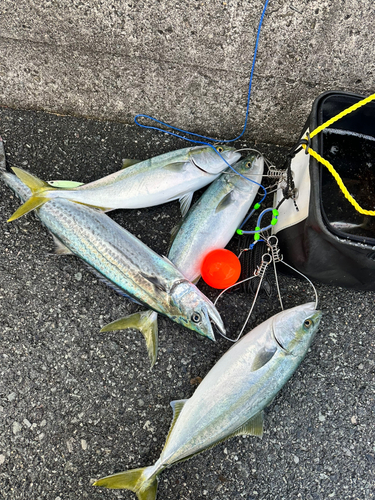 ハマチの釣果