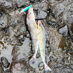 ホッケの釣果