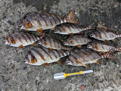 タカノハダイの釣果