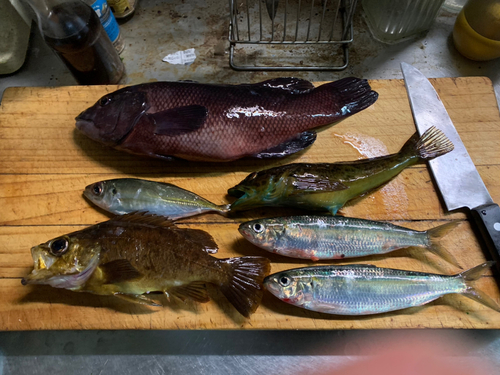 カンダイの釣果