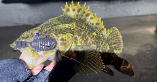 タケノコメバルの釣果