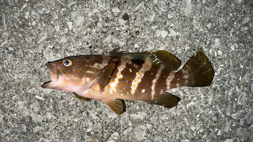 アコウの釣果