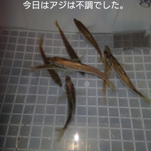 アジの釣果