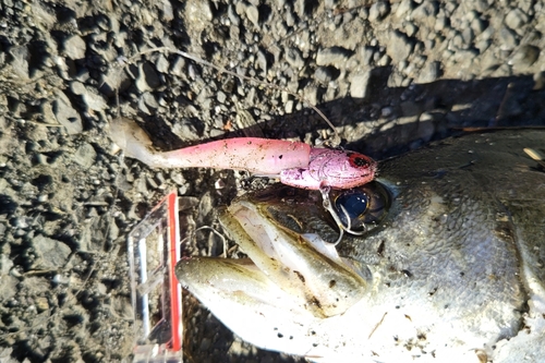 フッコ（マルスズキ）の釣果