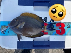 トカジャーの釣果