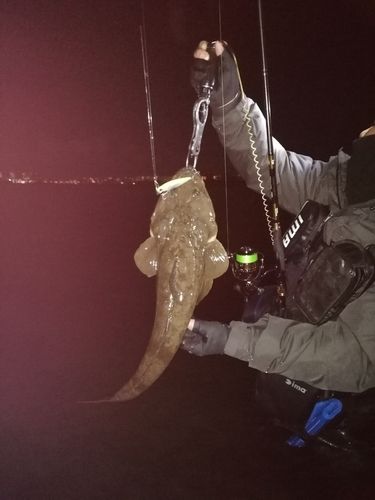 マゴチの釣果