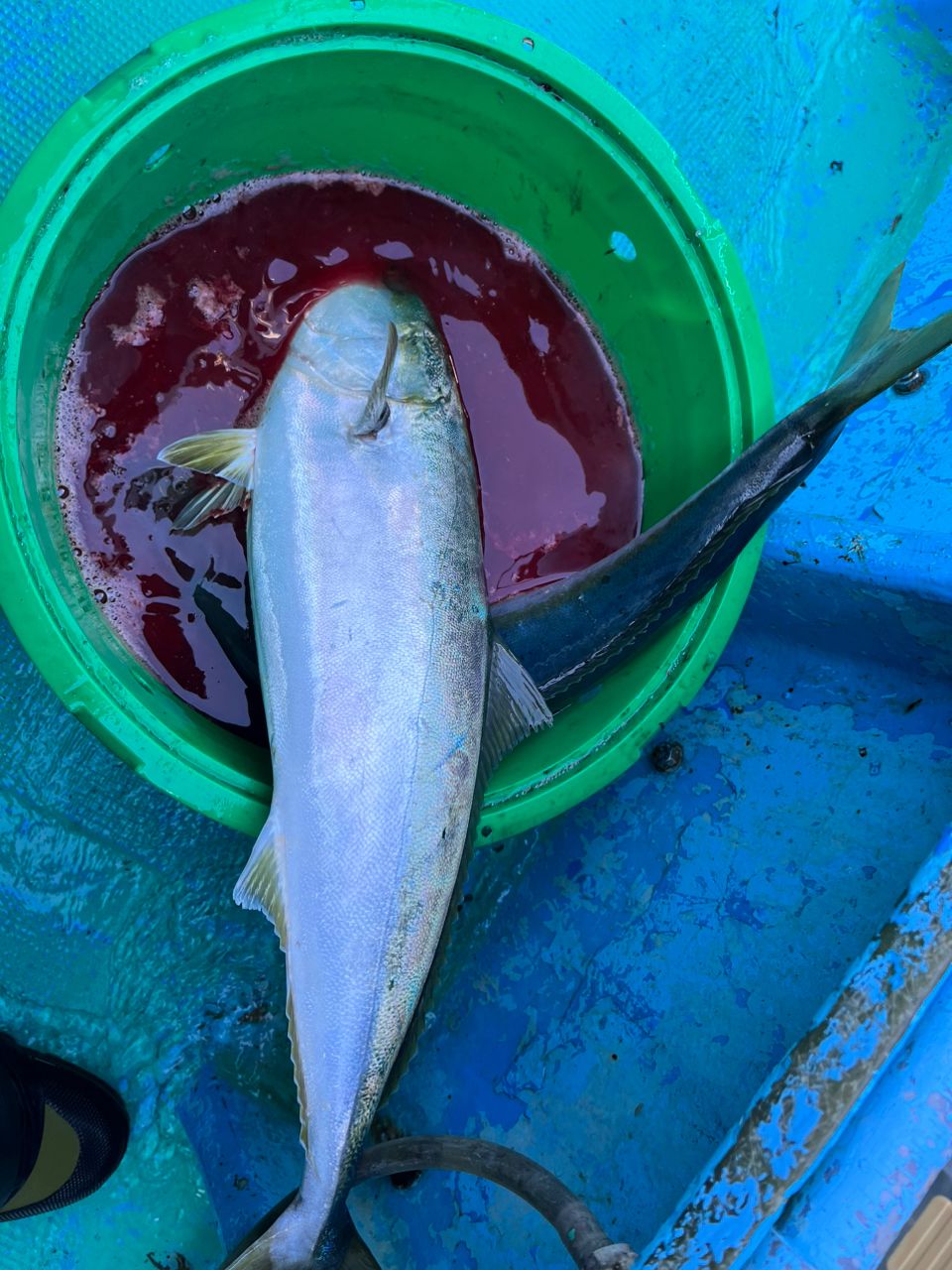 テッシンさんの釣果 2枚目の画像