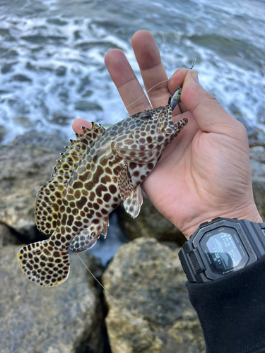 イシミーバイの釣果