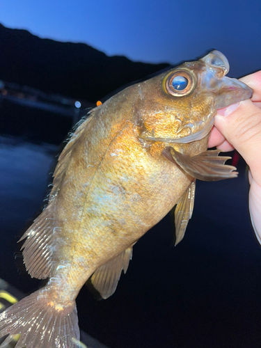 メバルの釣果