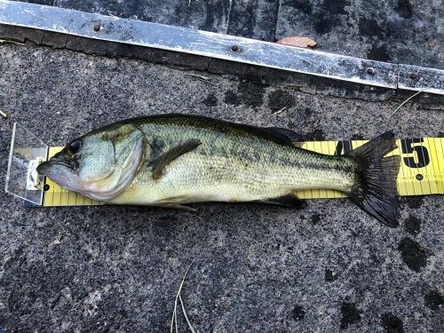 ブラックバスの釣果