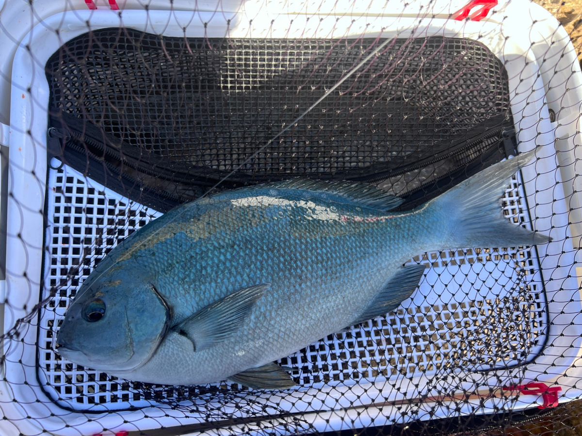 松っつんさんの釣果 3枚目の画像