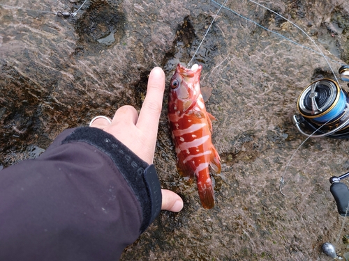 アカハタの釣果