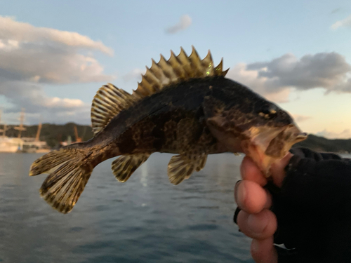 タケノコメバルの釣果