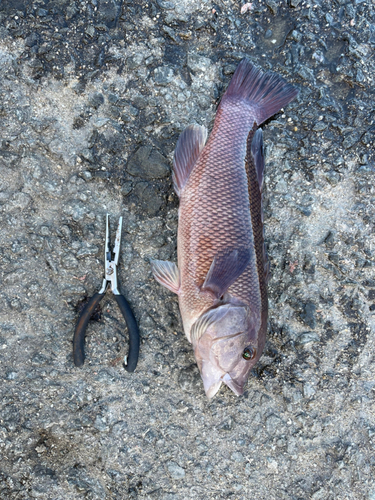 カンダイの釣果