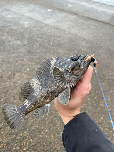 ソイの釣果