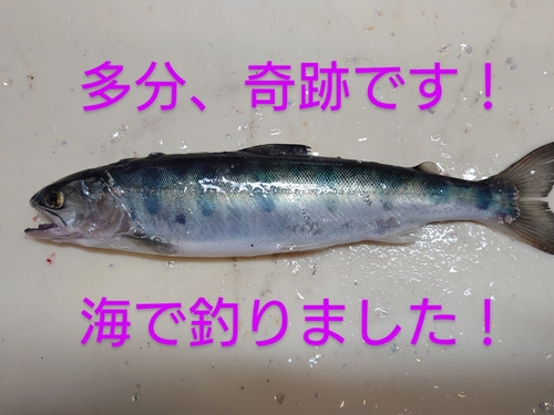 ヤマメの釣果