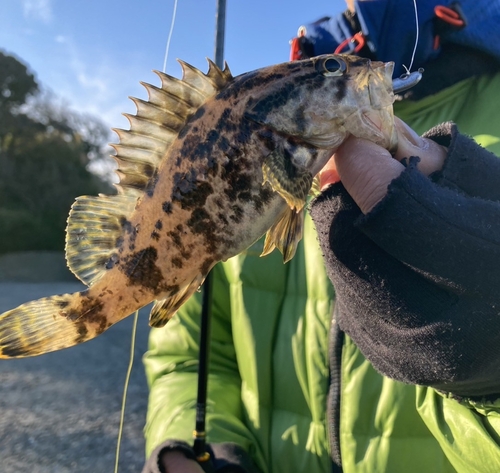 タケノコメバルの釣果