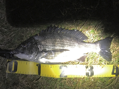 クロダイの釣果