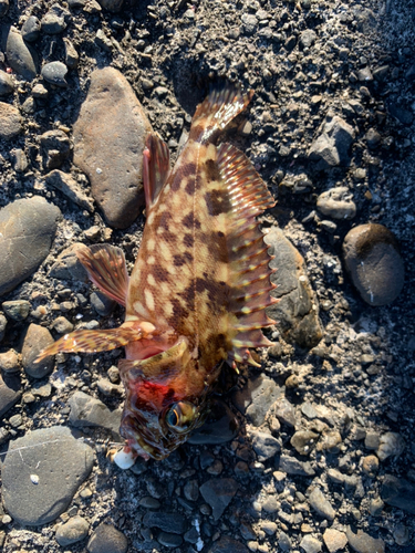 カサゴの釣果