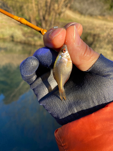 タナゴの釣果