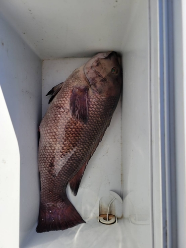 コブダイの釣果