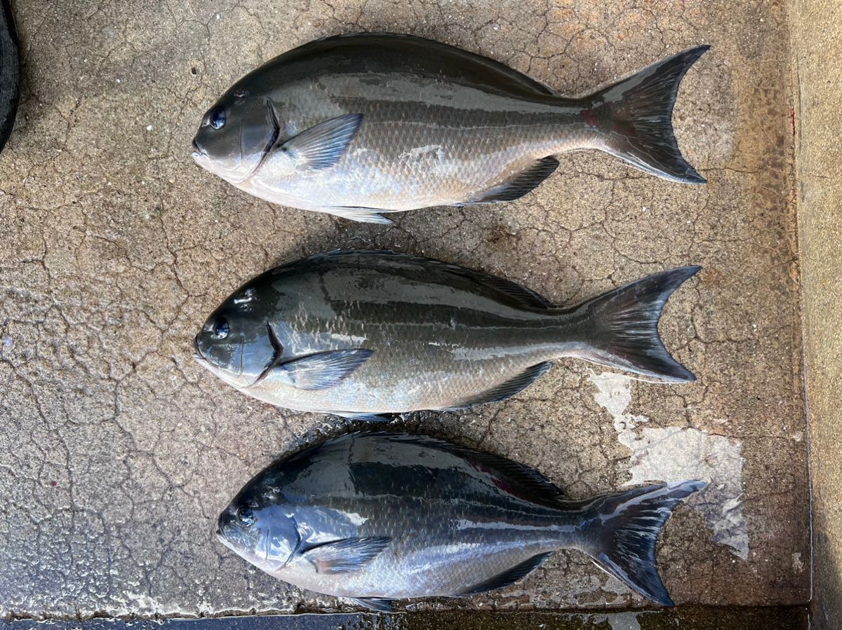 松っつんさんの釣果 3枚目の画像