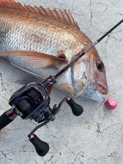 タイの釣果