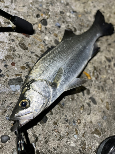 ヒラスズキの釣果