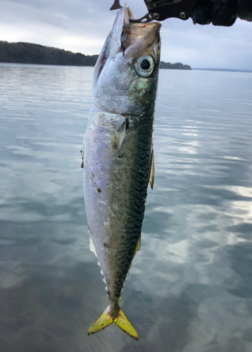 サバの釣果