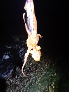 タコの釣果