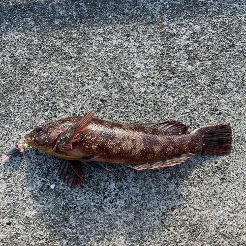 アイナメの釣果